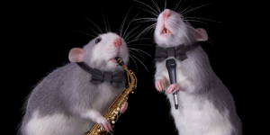 Des rats jouant à des instruments de musique