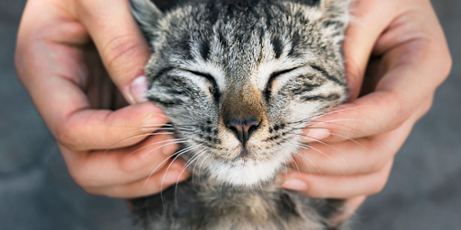 Une personne en train de caresser son chat