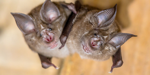 Deux chauve-souris